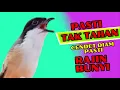 Download Lagu PASTI TAK TAHAN CENDET MENDENGARNYA❗ PANCINGAN CENDET AGAR RAJIN BUNYI❗❗