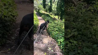 #fyp #dream #vlog #pets #doberman
