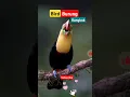 Bird burung rangkok #birds #burung #shortvideo #shorts #fyp