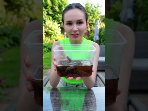 Секретный метод борьбы со слизнями 👍 #лайфхак