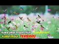 Lagu Suara Pikat Sogon Ribut Kombinasi Kolibri Ribut