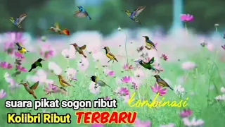 Download Suara Pikat Sogon Ribut Kombinasi Kolibri Ribut MP3