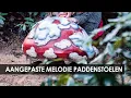 Lagu Audio: melodie Efteling Grand Hotel in muzikale paddenstoelen Sprookjesbos (Avond vd Vijf Zintuigen)