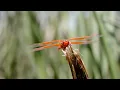 DRAGONFLY MACRO to YO LA TENGO - GREEN ARROW
