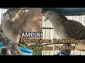 Download Lagu Perkutut lokal gacor suara ketukan panjang vs ketukan rapat ampuh buat pancingan bunyi