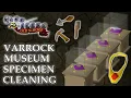 Varrock Museum Specimen Cleaning Guide