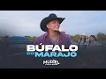 Download Lagu BUFALO DO MARAJÓ - Muriel (DVD O Pipoco Das Cavalgadas) IG omurieloficial