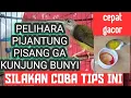 Download Lagu TIPS MERAWAT PIJANTUNG PISANG AGAR CEPAT GACOR