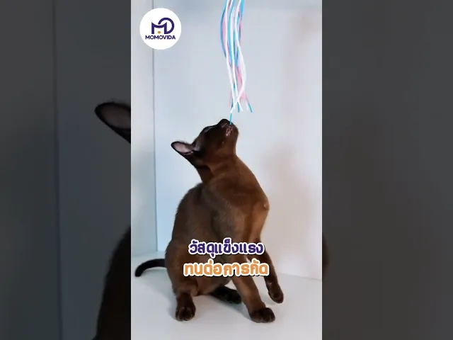 MOMOVIDA ไม้ตกแมว คฑานางฟ้า วัสดุทนทาน ไม่พังง่าย