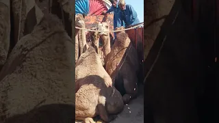 عندما يتم تحميل الجمل بأمان وبشكل صحيح في المركبة  يتم نقله إلى سوق ثار  وهذه الجمال هنأفضل الجمال دندنها