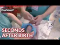 Download Lagu Pediatric Resuscitation Right After Birth