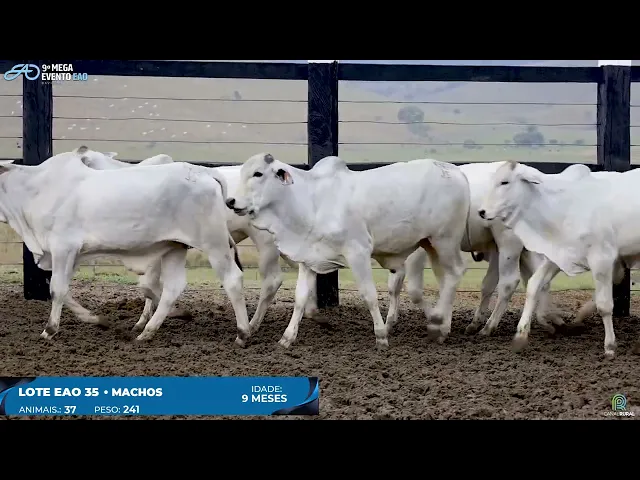 Lote 35