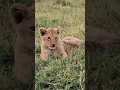 Download Lagu De schattigste leeuwenwelpen die ik ooit van dichtbij heb gezien | Serengeti National Park #leeuw...