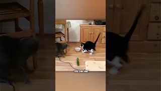 Why Cats Scared Of Cucumbers 
