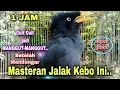 Download Lagu 💥 MASTERAN BURUNG JALAK KEBO SUPER GACOR ISTIMEWA DURASI PANJANG COCOK UNTUK PANCINGAN SEMUA JALAK