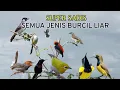 Download Lagu SUARA PIKAT SEMUA JENIS BURUNG KECIL PALING AMPUH