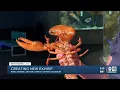 Rare orange lobster donated to Odysea Aquarium given a nickname -
