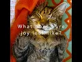 Joy - Just a Kit from Akron