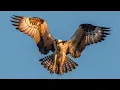 Download Lagu Large Bird Wings Flapping Flying Sound Effect JWA