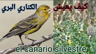 وثائقي الكناري البري حياته مواصفاته و تزاوجه في الطبيعة El Canario Silvestre Serinus Canaria 
