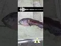 Lagu 🤔 niet alles is rein voor de mens om te eten. Luister goed - een reactie van Tap Basi Ramon