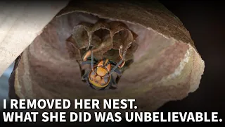 A Lone Hornet Queen Built a Nest — I Fed Her Eggs to My Chicks