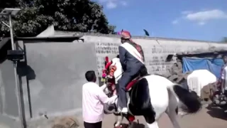 sairat film horse in weddings