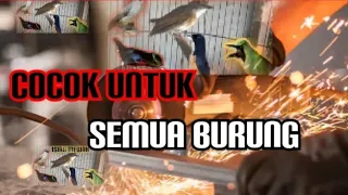 Download SUARA BERISIK GERINDA UNTUK BURUNG MUDA HUTAN CEPAT NGEMPLONG GACOR #masteran MP3