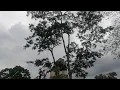 Montezuma Oropendola - crazy alien bird in Guatemala forest