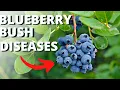 Lagu 10 Common Blueberry Bush Diseases