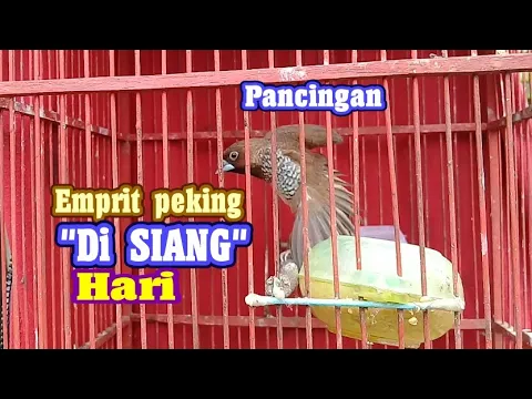 Download MP3 pancingan emprit peking di SIANG hari !! sangat ampuh untuk pancingan emprit peking muda.