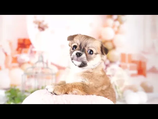 動画