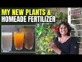 New Plants Homemade Fertilizer My Productive Evening Routine The SwaLife Daily Vlog