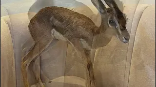 غريبه شي ثاني سعيد محمد المهري 