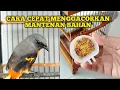 CARA CEPAT MENGGACORKAN BURUNG MANTENAN BAHAN OMBYOKAN PASAR