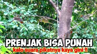 Download Suara Pikat Panggilan Prenjak Ribut Terancam MP3