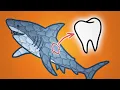 Why Sharks Are Covered In Teeth