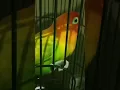 Download Lagu suara Lovebird fighter durasi 1menit ngekek panjang paskun #shorts