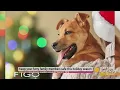 Keep your furry family members safe this holiday season
