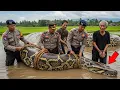 Lagu KUBU RAYA GEGER‼️Ular Piton Menelan Manusia dan Fakta Mengerikan di Baliknya..
