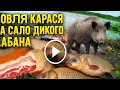 Download Lagu ЛОВЛЯ КАМЫШОВОГО КАРАСЯ НА САЛО ДИКОГО КАБАНА! Рыбалка на Поплавочную удочку на рассвете!