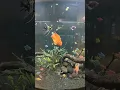 Download Lagu Rehat dulu #aquarium #fish #dji