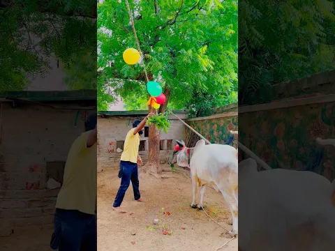गौ माता ने मटकी फोड़ी ❤️ #krishnajanmashtami  #janmashtami #cow #gouseva #goumata #viral #radharani