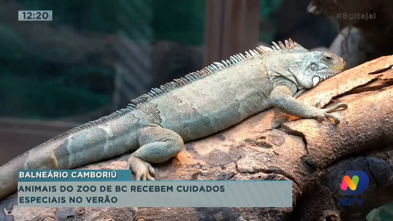 Animais do Zoo de Balneário Camboriú recebem cuidados especiais no verão