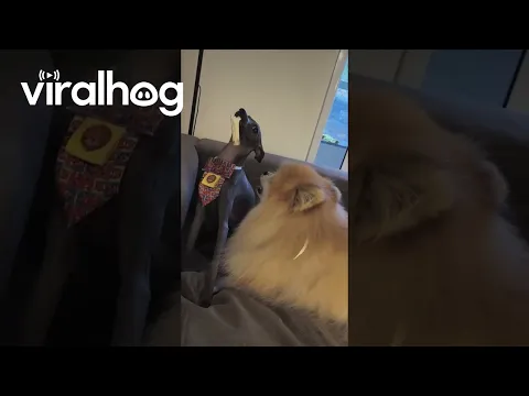 Mr. Elegant and the Bone Burglar || ViralHog
