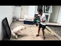 Lagu PERUBAHAN ANJING GANAS JADI ANJING BAIK ‼️KOMANG DARI BALI