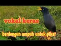 Download Lagu SUARA MP3 JALAK KEBO  PIKAT GACOR DAN KERAS