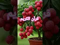 Download Lagu Quran☝️SURAH IBRAHIM 14#islamicscripture