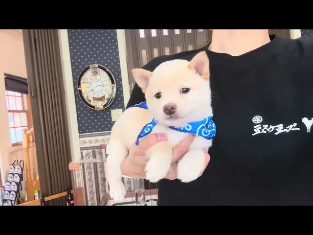 動画