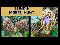 MOREL MUSHROOM HUNTING ILLINOIS good habitat